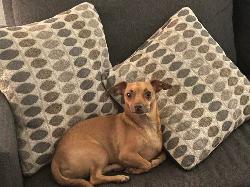 A Adams photo - Momo Dog