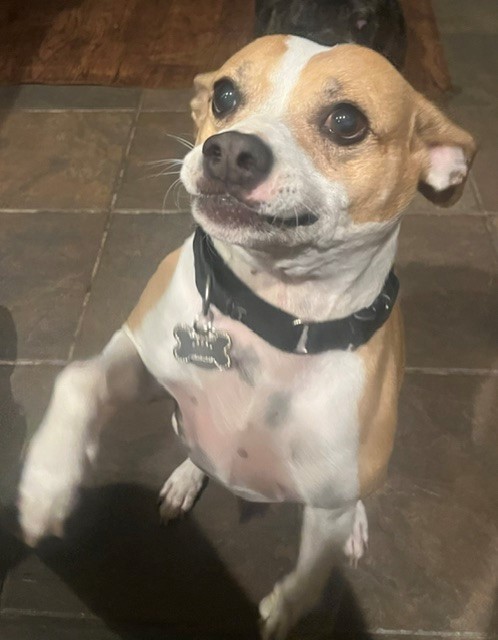 Joy Dog Jazz